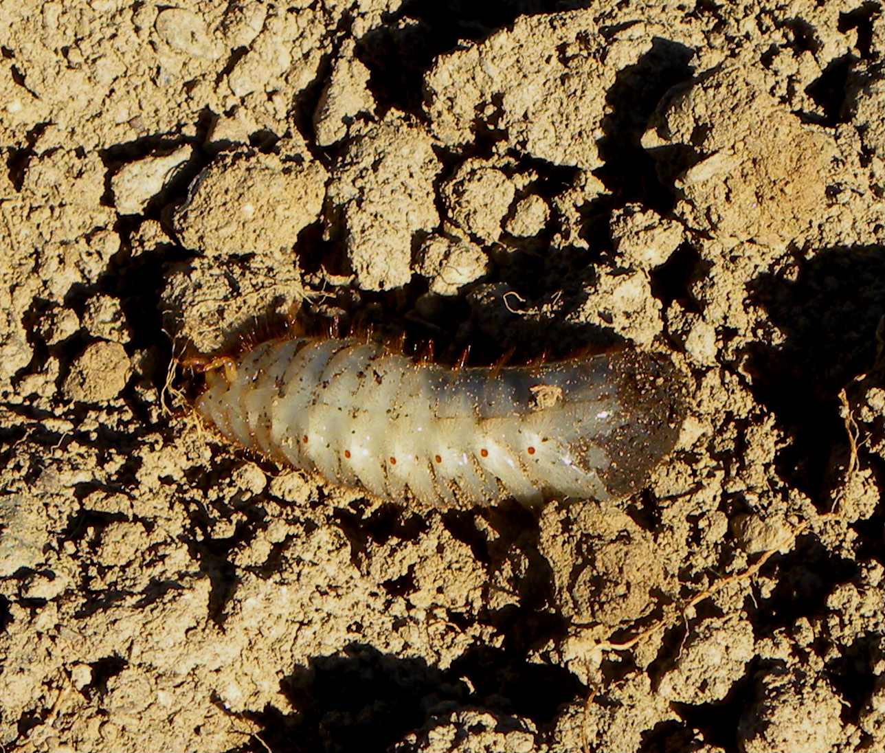 che larva ?